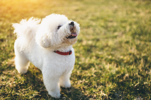 Small fluffy clearance hypoallergenic dogs